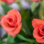 Daire De Heek Valkenburg aan de Geul